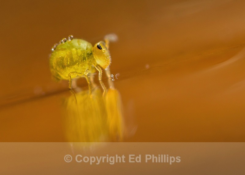 Sminthurinus aureus - Sminthurinus aureus