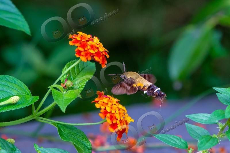 hummingbird Hawk Moth Macroglossum stellatarum-2250 - Insects from around the world