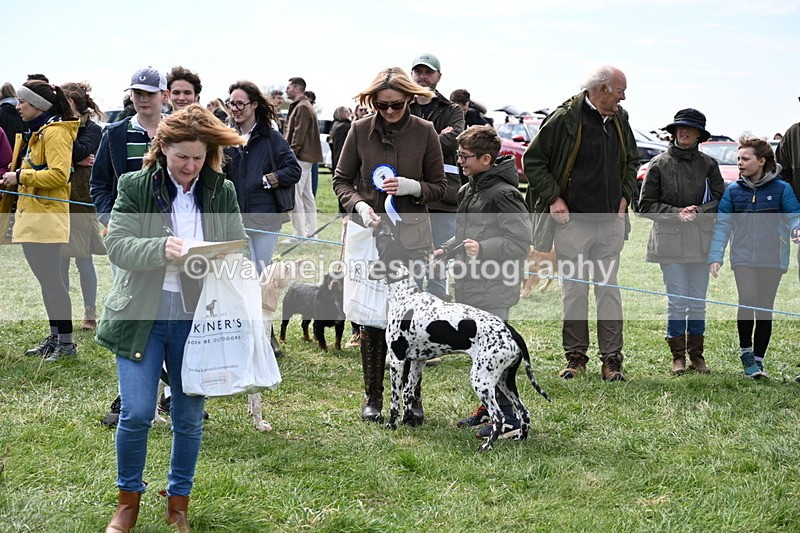 WJ6_9101 - Class 8 Best Working / Gun Dog or Bitch