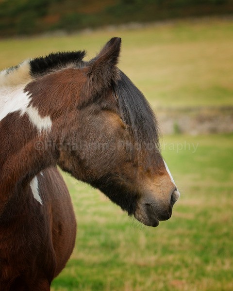 Dionne-247 - Janes Horses