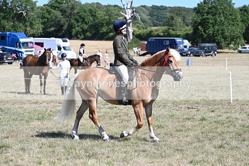 WJ7_1393 - Class 41 Prettiest Mare