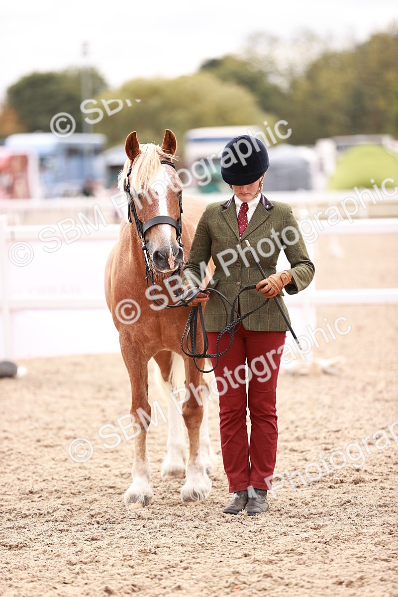 SBM_16109 - Class 411 - Prettiest Mare - (IH or Ridden Adult)