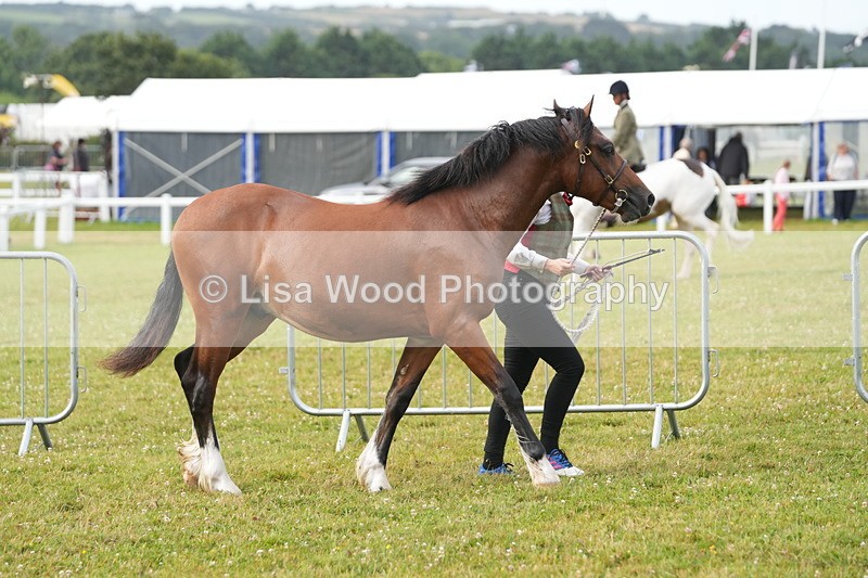 DSC04680 - Class 47: NPS M&M Yearling