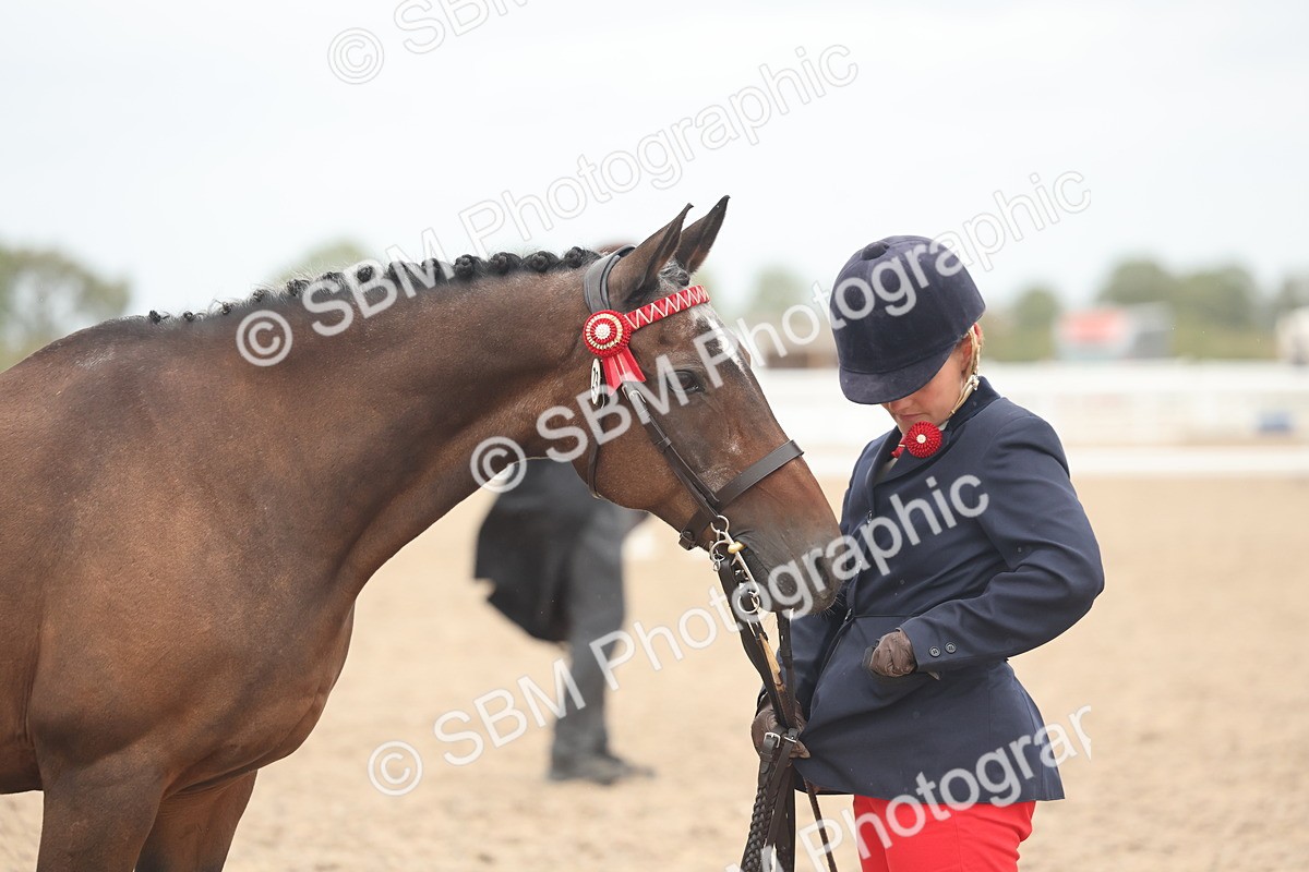 SBM_19338 - Class 317 - IH Pure Bred Horse-Pony