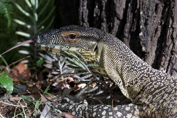  - Reptiles and Amphibians