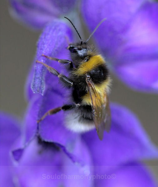Bumble Bee - Invertebrate's Macro
