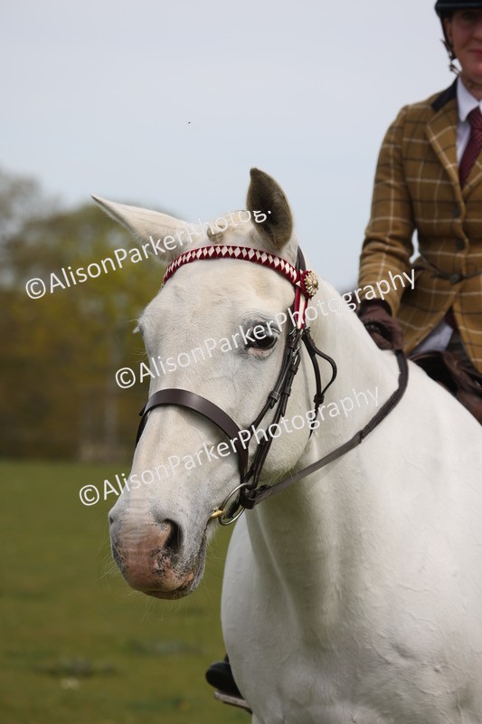 20260426-4400 - Class 34 - Best Riding Horse Over 14.2hh