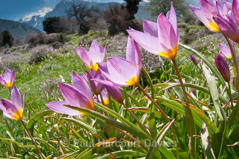  - Plants: wide-angle