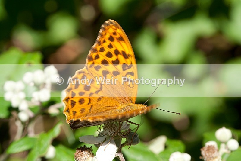 20080723-007-2 - Butterflies & Moths