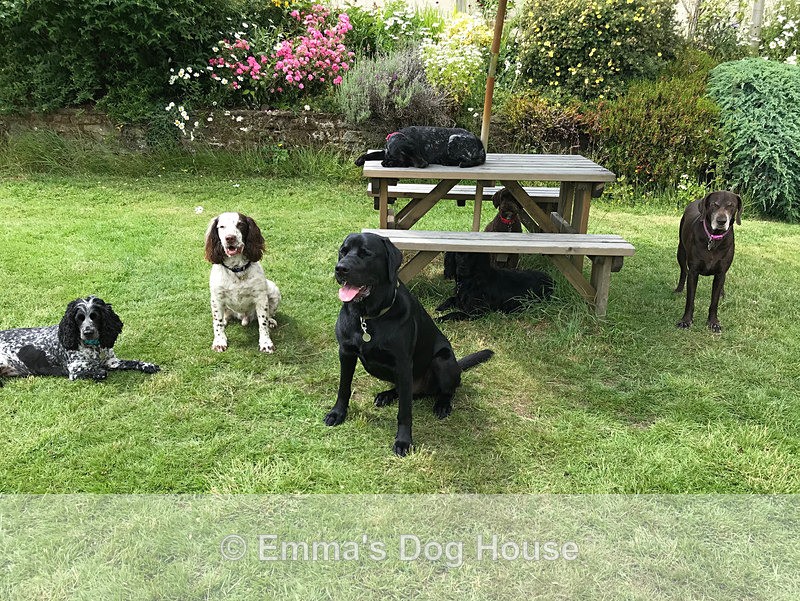  - Dogs