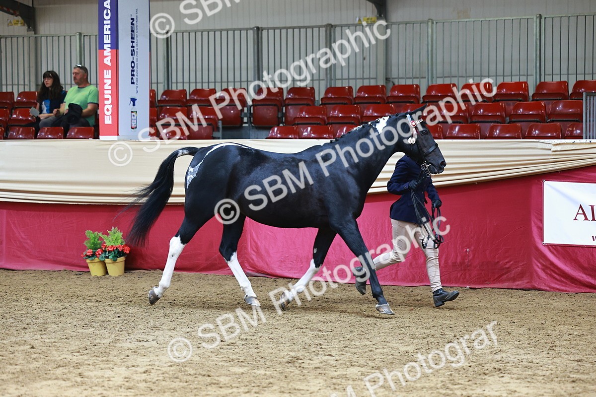 SBM_23063 - Class 903 - Supreme Final - IH Pre Vet