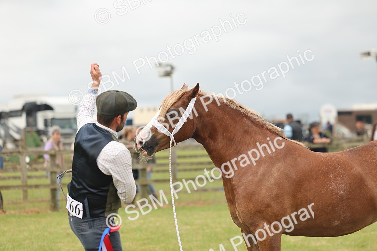 SBM_04991 - Class 50-57 - M&M Welsh Pony In Hand