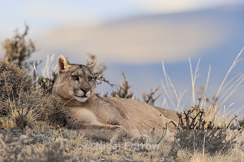 Puma Petacha relaxing but watchful, Torres del Paine, Chile - Puma