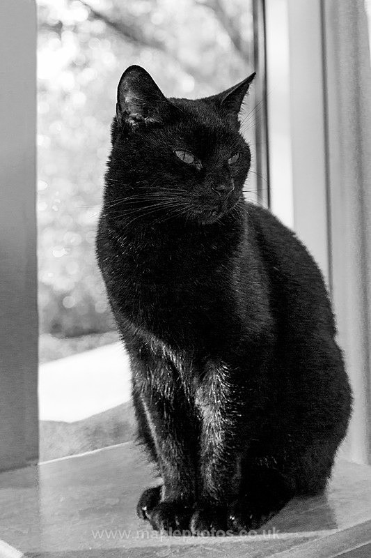 China Cat - Cats