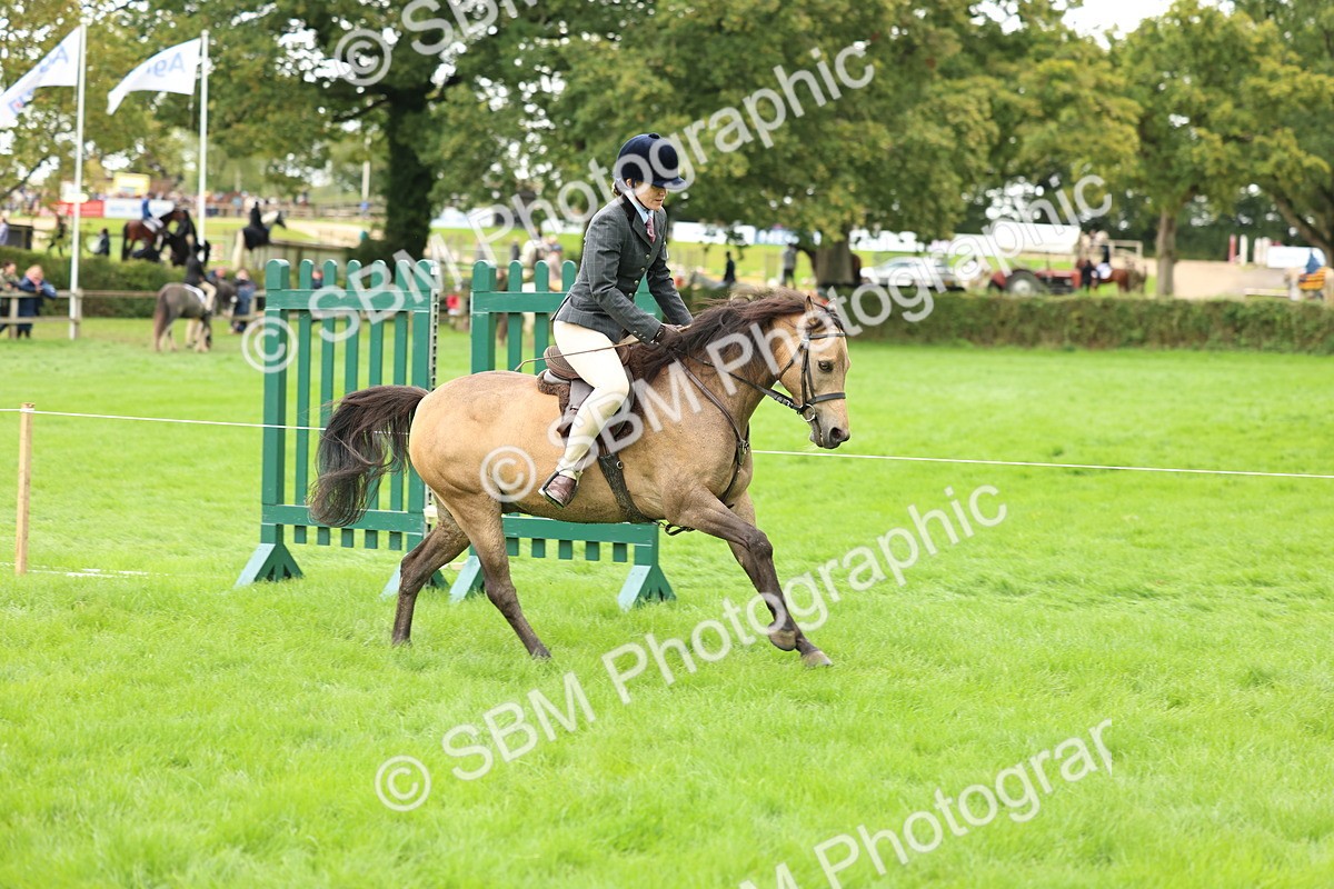 SBM_41844 - S32 - Mountain & Moorland Working Hunter Pony
