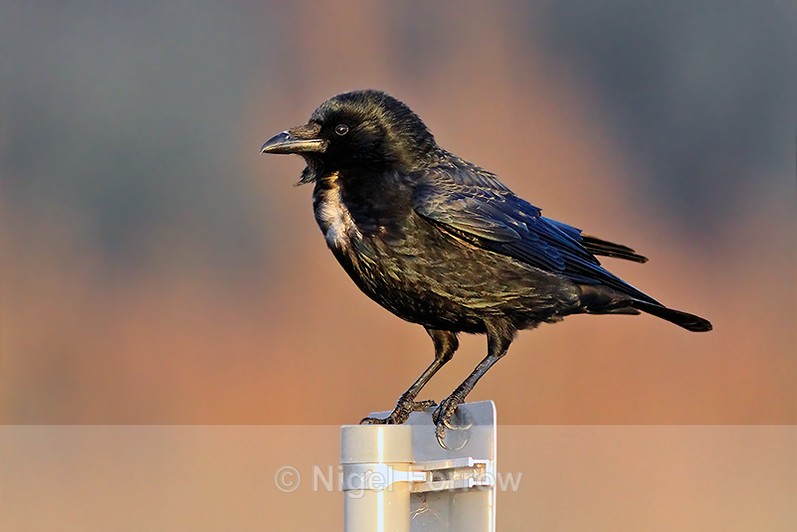 Carrion Crow perched on a sign at Farmoor Reservoir - Carrion Crow