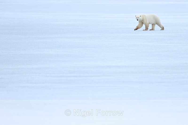 Polar Bear walking on frozen lake, Churchill, Canada - Polar Bear