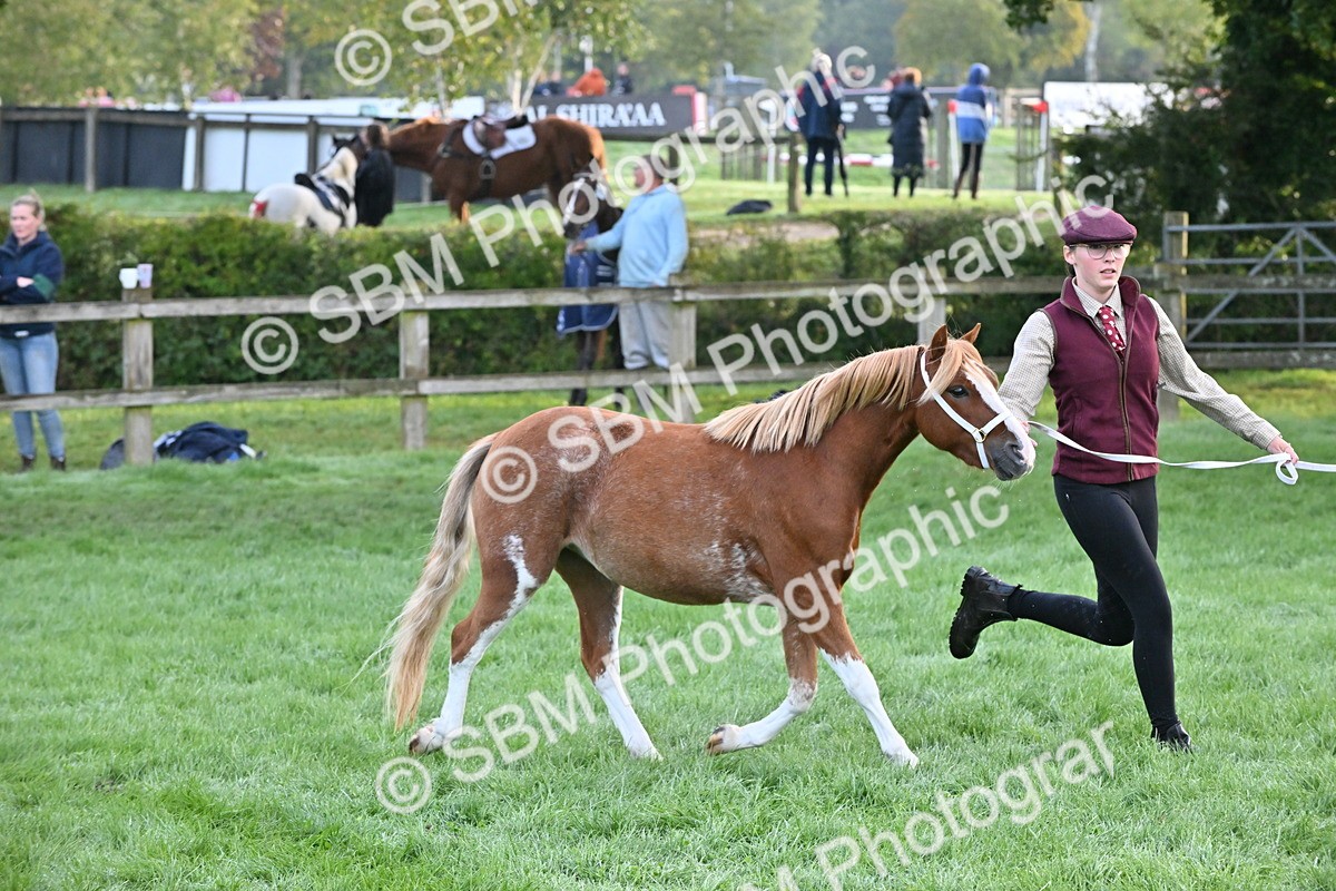 SBM_54589 - S44 - Youngstock In Hand