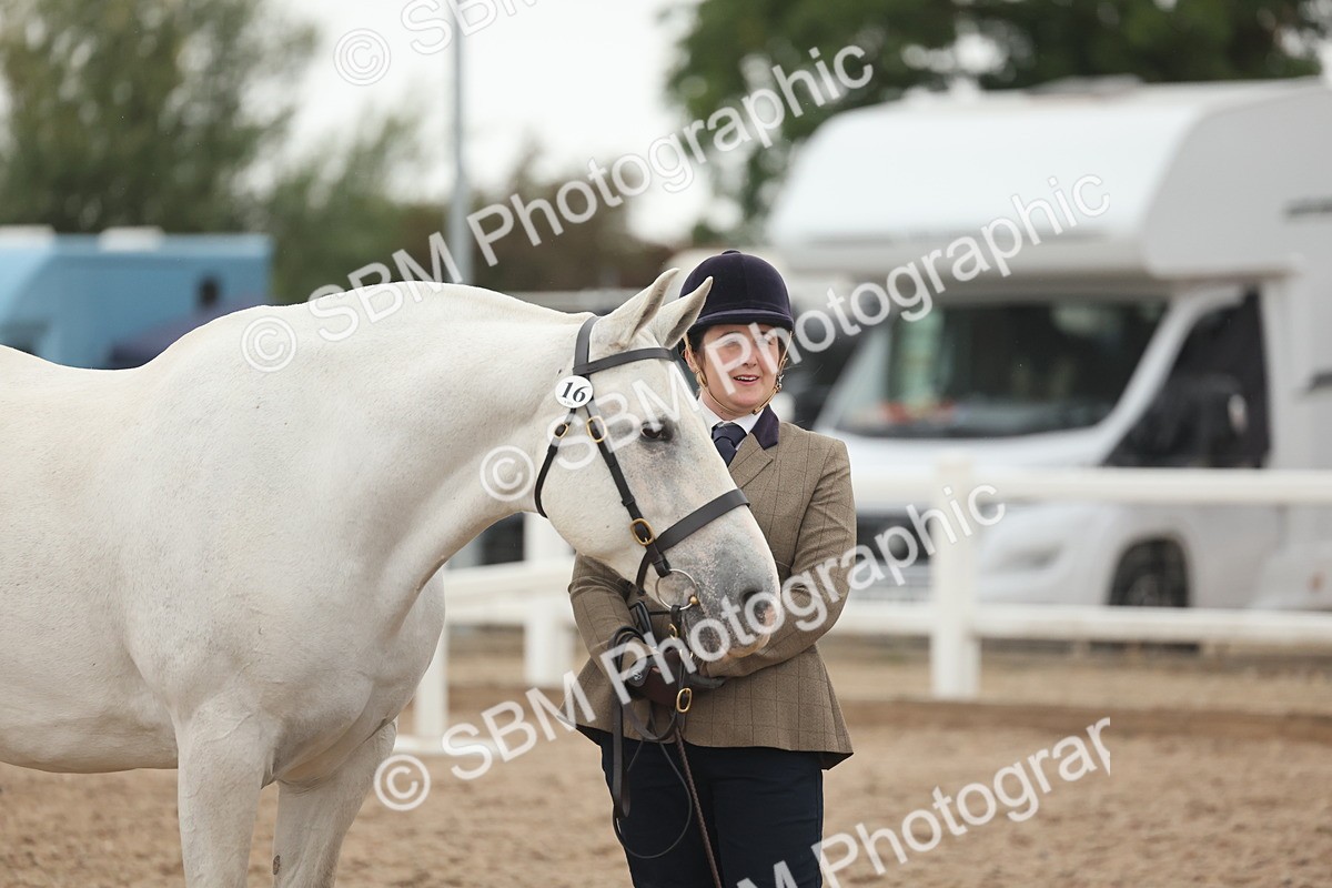 SBM_19404 - Class 317 - IH Pure Bred Horse-Pony