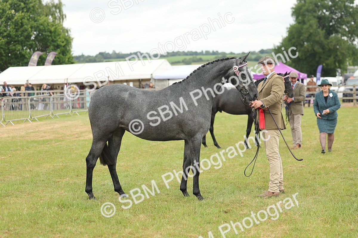 SBM_05501 - Class 68-73 - Riding Pony Breeding