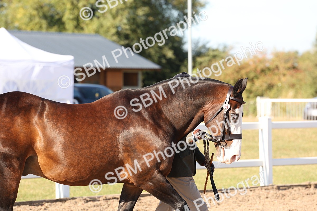 SBM_11716 - Class 204 - Young Handler 11 to 16 years