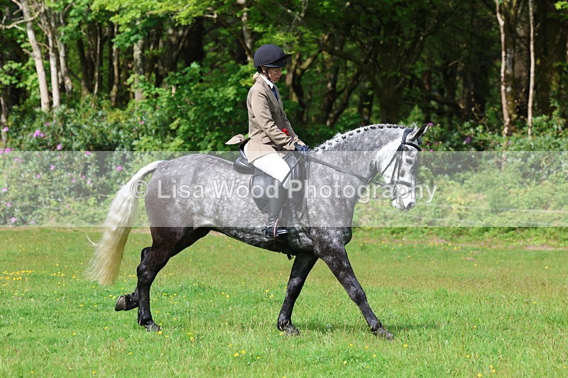 3E7A2643 - Working Hunter Championship