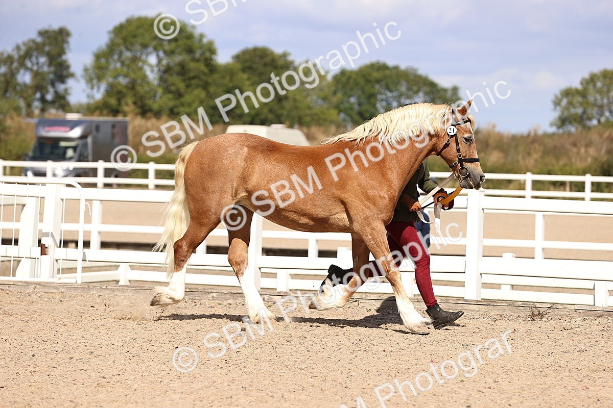 SBM_14337 - Class 411 - Prettiest Mare (IH OR Ridden) Adult