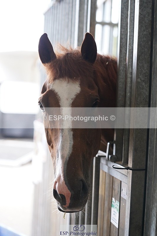 240809A-134654-01019 - Stable Shots