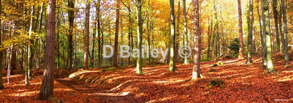 Loggerheads-Counrtry-Park-Wood - Places of Interest