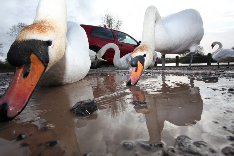 Urban swans wide angle photography_00465 - Birds, swans and gulls