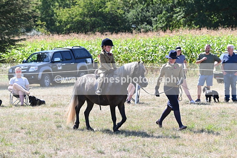 WJ6_7955 - Class 36 Lead Rein