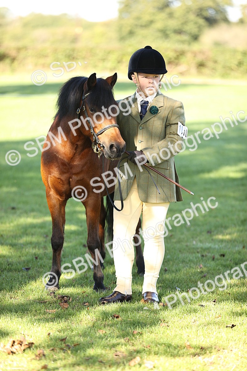 SBM_15810 - S1 - TSR in Hand Horse & Pony Showing