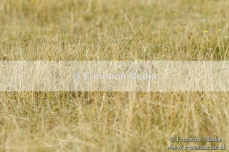 _BS_0507 - BVRC Show 2018 Ring 3