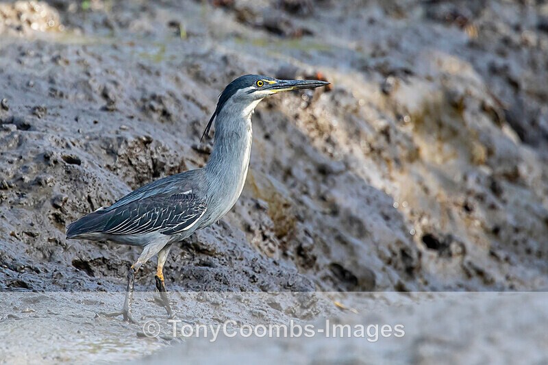 Striated Heron - The Gambia