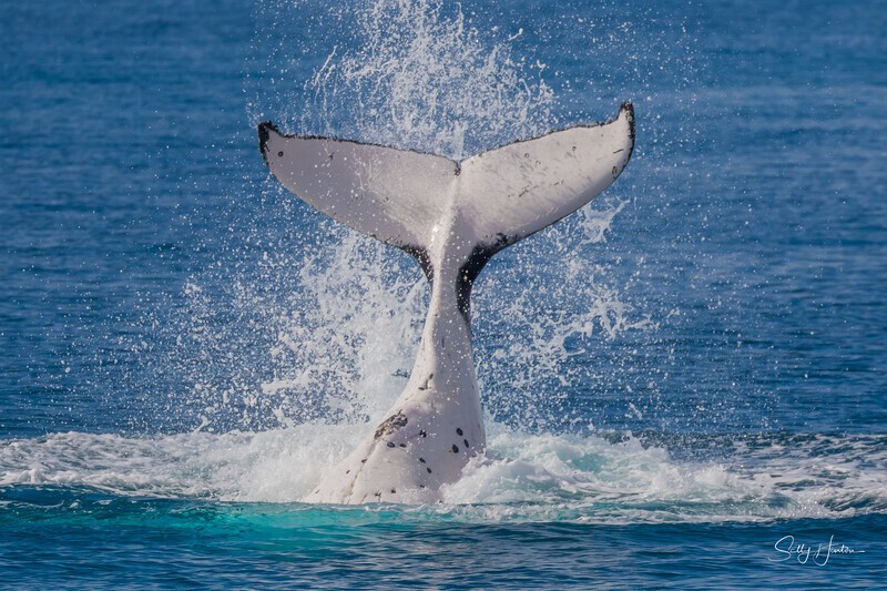 HB Tail Slap 4.0A3A7488 - 2025 Hervey Bay Whales