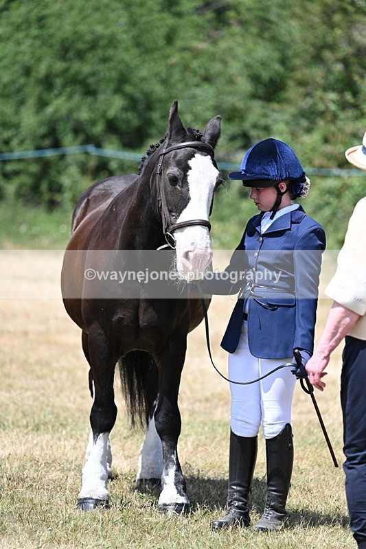 WJ7_2201 - Class 5 Most Handsome Gelding (up to 14.2hh) in hand