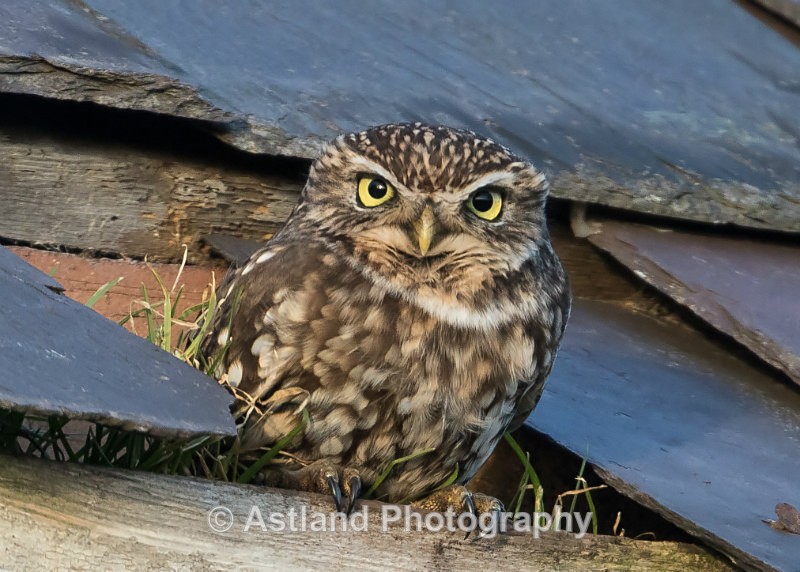 Astland Photography, Bird and Wildlife Images, Susan and Peter Wilson, U.K.