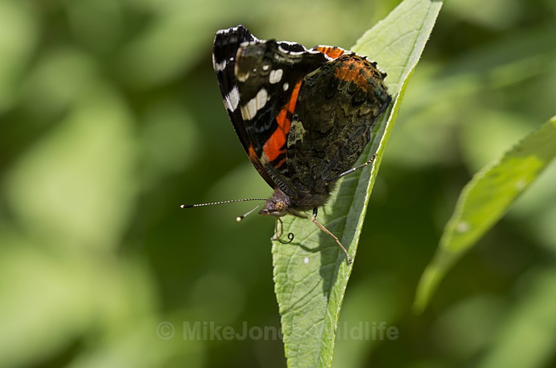 Red Admiral - BUTTERFLIES
