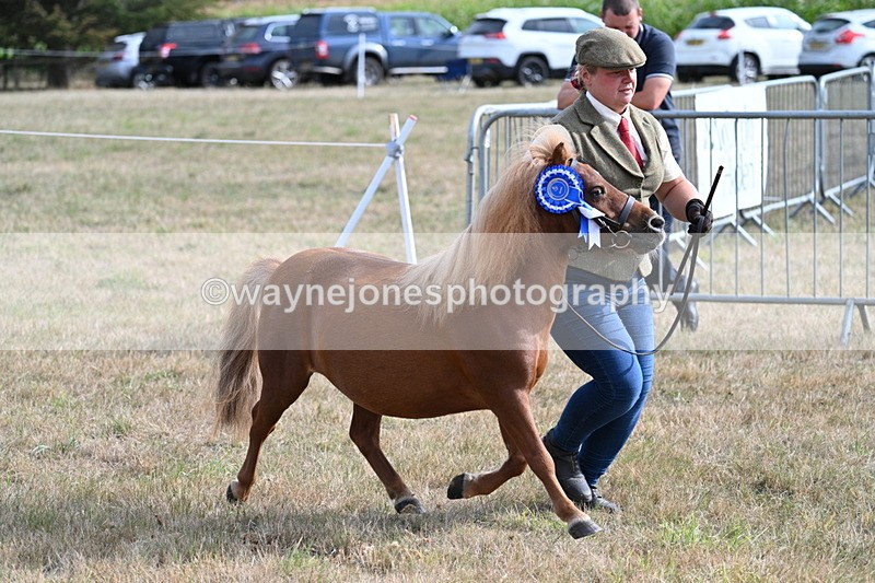 WJ7_8142 - In-hand Championship