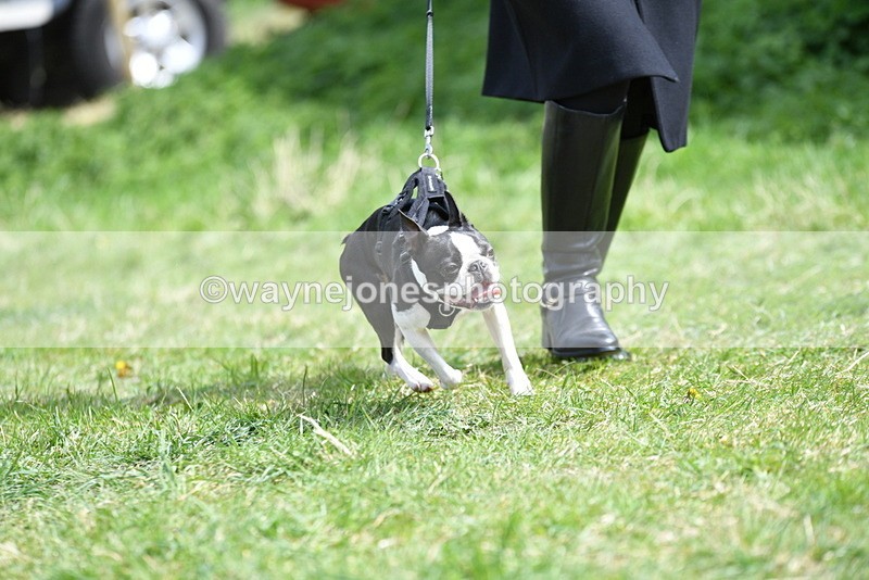 WJ5_0441 - Class 7 Best Terrier