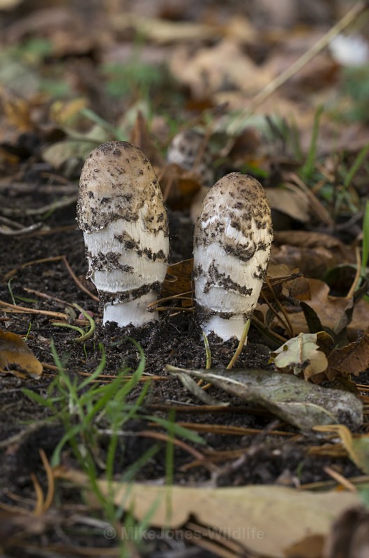 Fungi at Cholmondeley Castle, Cheshire - FUNGI (MUSHROOM) IMAGES