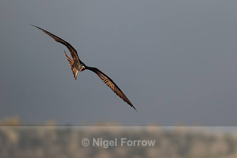 Magnificent Frigatebird (male) in flight, Isla Lobos - Magnificent Frigatebird