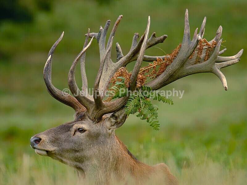  - Wildlife and Nature