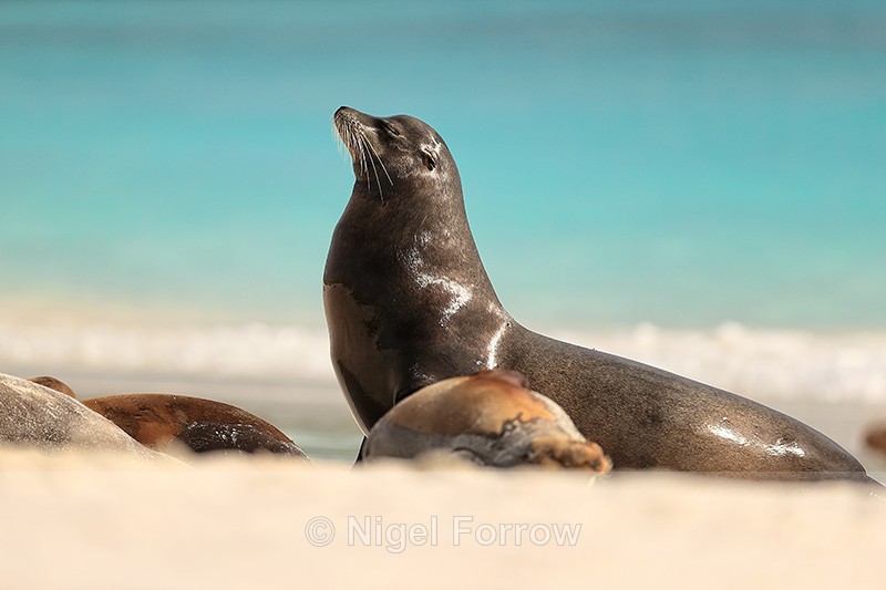 Male Galapagos Sea Lion, Gardner Bay, Espanola, Galapagos - Sea Lion
