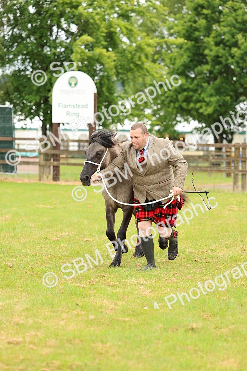 SBM_00414 - Class 58-67 - M&M Non Welsh Pony In hand