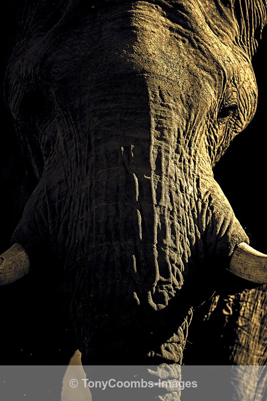 Desert Elephant - The Hoanib