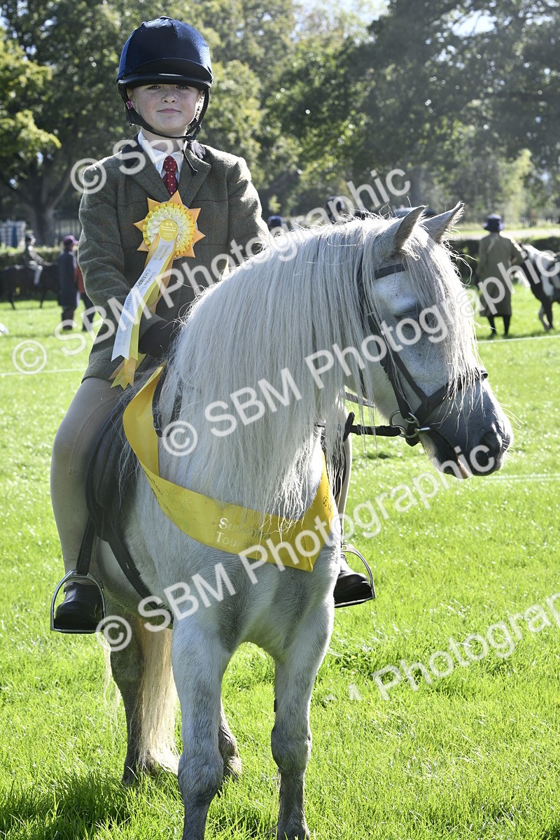 SBM_37235 - S31 - Novice & Newcomer Working Hunter Pony