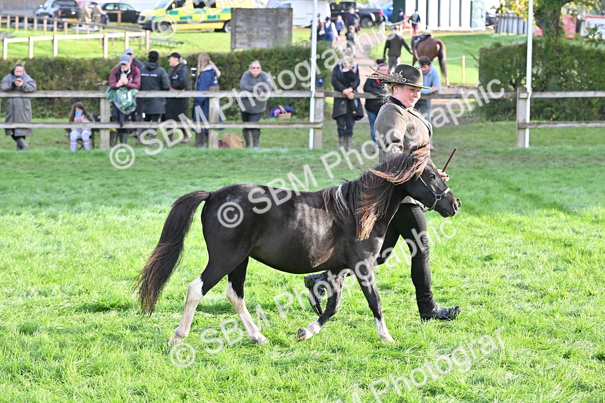SBM_55366 - S44 - Youngstock In Hand