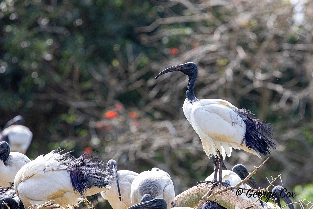 Bird African Sacred Ibis - South Africa - Limpopo