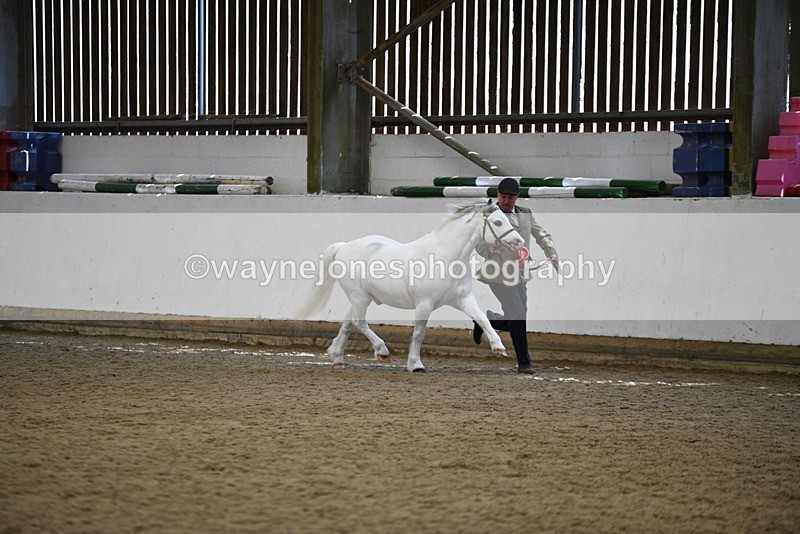 WJ5_5618 - Morning in hand Championship